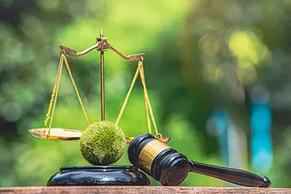 Emergence du droit de l-environnement